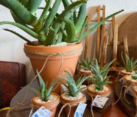 MINI SUCOLENTAS